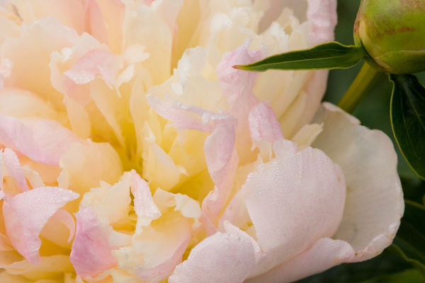 763 Raspberry Sundae Peony