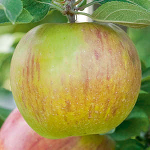 Red Duchess Apple