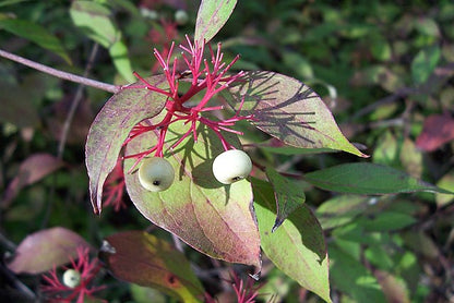 Red Osier Dogwood Pack of 25