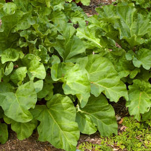 Canada Red Rhubarb