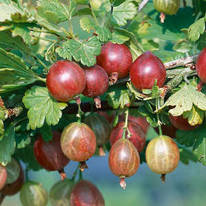 582 Pixwell Pink Gooseberry