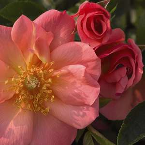 771 All the Rage Rose