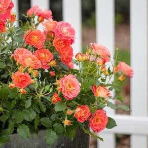 Coral Cove Rose