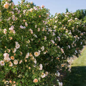 Above & Beyond Climbing Rose