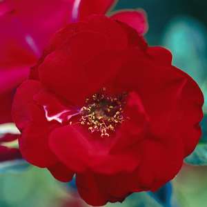 779 Hope For Humanity Rose