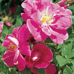 Willam Baffin Climbing Rose