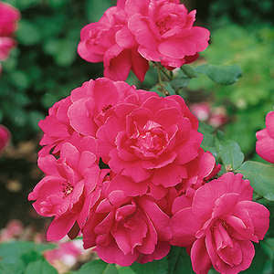 790 Winnipeg Parks Rose