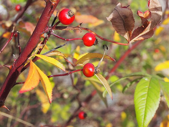 Native Roses Pack of 10