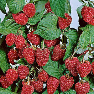 508 Boyne Red Raspberry