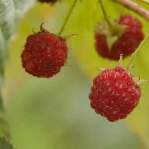 Caroline Red Raspberries