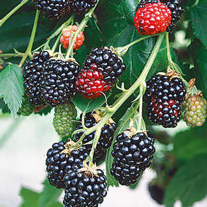 Darrow Thorny Blackberries