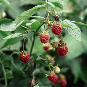 524 Killarney Red Raspberry