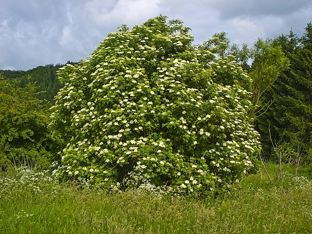 Black Elderberry Wildlife Pack of 25