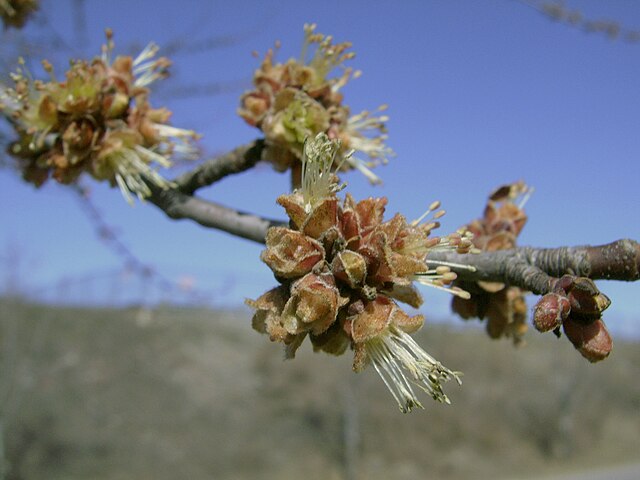 Silver Maple Pack of 25