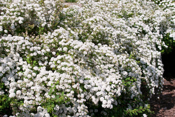 734 Bridal Wreath