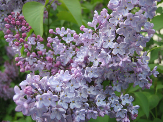 740-1 Grandma's Purple Lilacs (Pack of 25)
