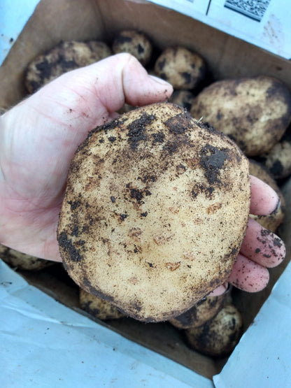 Superior Potato 2.5 lbs.