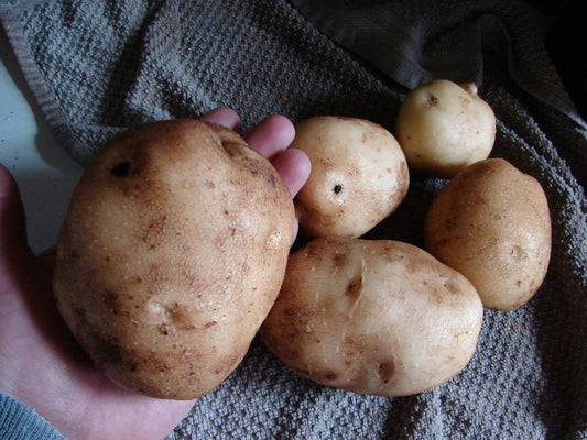 696 Superior Seed Potato