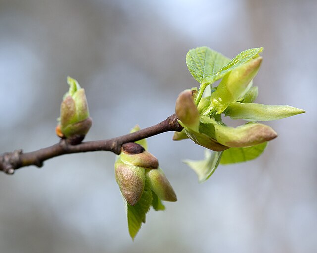 Basswood Pack of 25