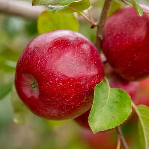 184 Triumph™ Apple