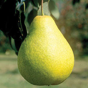 Ure Pear