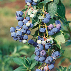 Northland Blueberry