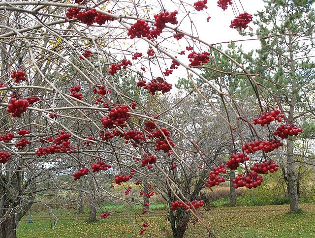 Highbush Cranberry Pack of 25