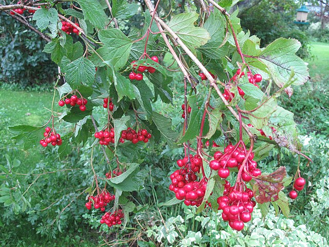 Highbush Cranberry Pack of 25