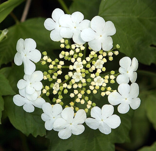 Highbush Cranberry Pack of 25