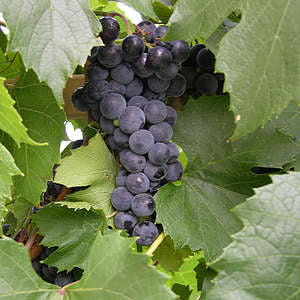 488 St Theresa Seedless Grape