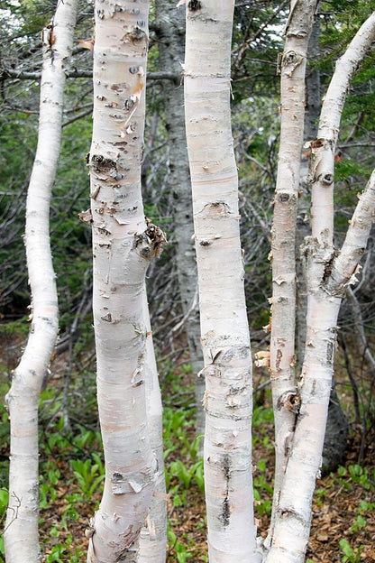 Paper Birch Pack of 25