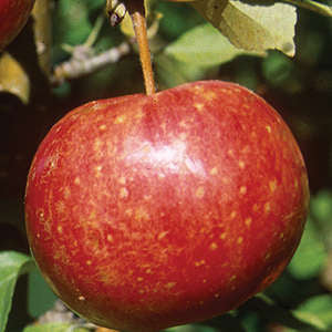 236 Whitney Crabapple