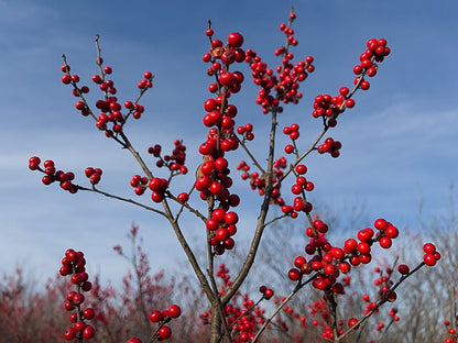 Winterberry Holly Pack of 25