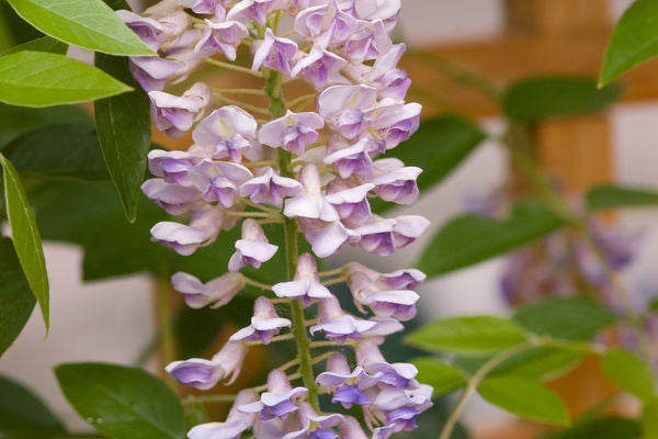 Summer Cascade Wisteria