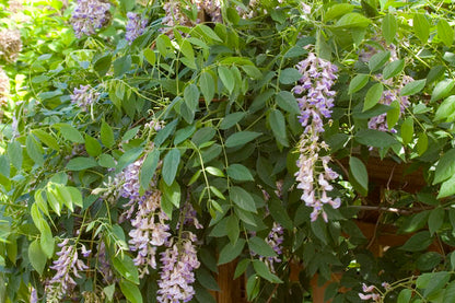 Summer Cascade Wisteria