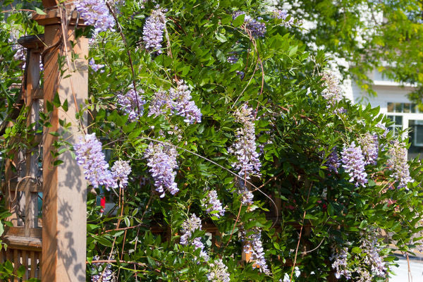 Summer Cascade Wisteria