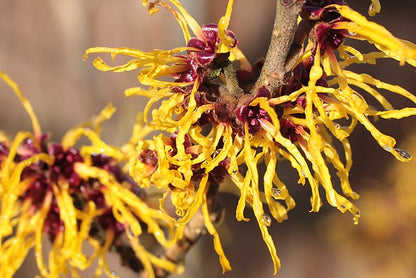 Witchhazel Pack of 25