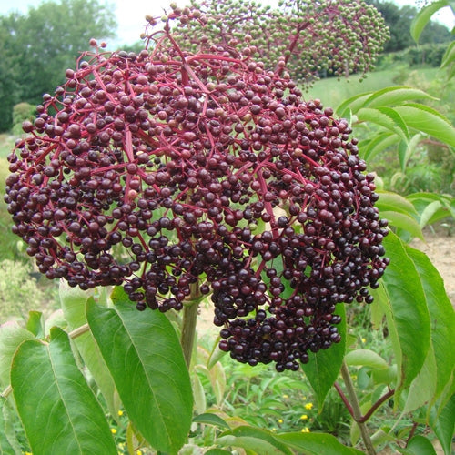 450 Adams Elderberry
