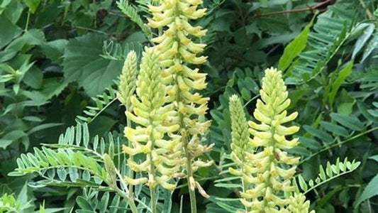 Milkvetch, Canadian - Astragalus canadensis