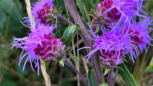 Blazingstar, Northern - Liatris scariosa
