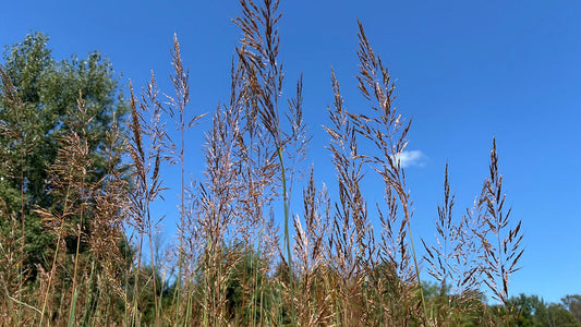 Grass, Indian - Sorghastrum nutans
