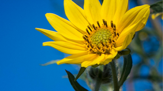 Sunflower, Giant/Tall - Helianthus giganteus