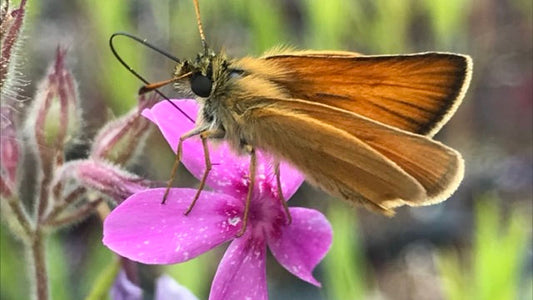 Phlox, Prairie - Phlox pilosa