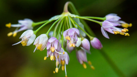 Onion, Nodding Wild  - Allium cernuum