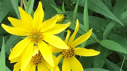 Sunflower, Woodland - Helianthus divaricatus