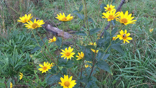 Sunflower, Early - Heliopsis helianthoides