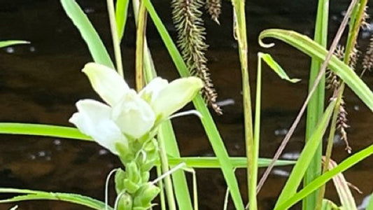 Sedge, Nodding - Carex gynandra