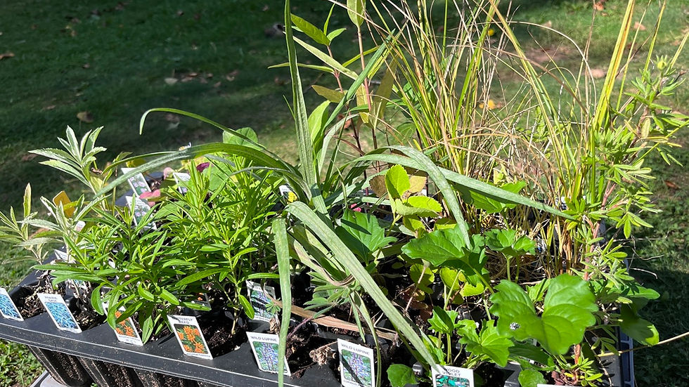 Butterfly Garden Kit