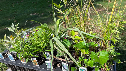 Butterfly Garden Kit