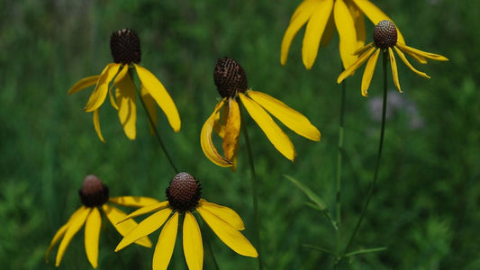 Coneflower, Grey Headed - Ratibida pinnata